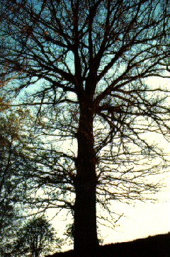 La quercia di casina Carlotta, simbolo del parco.
